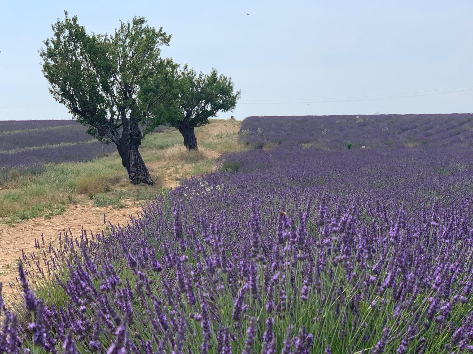 Studio Nuitee En Provence 2 Éguilles 外观 照片